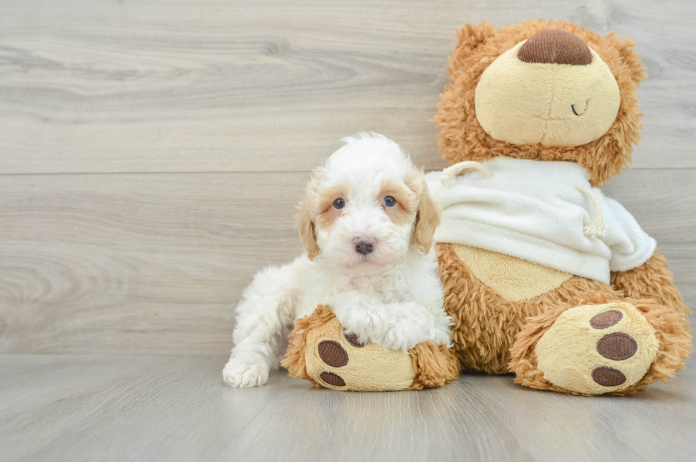 8 week old Poodle Puppy For Sale - Pilesgrove Pups