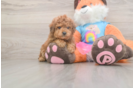 Small Poodle Purebred Pup