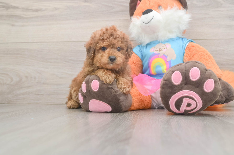 Small Poodle Purebred Pup