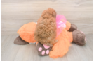 Best Poodle Baby