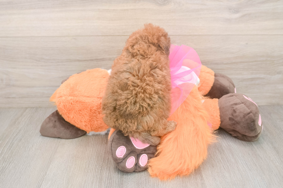 Best Poodle Baby