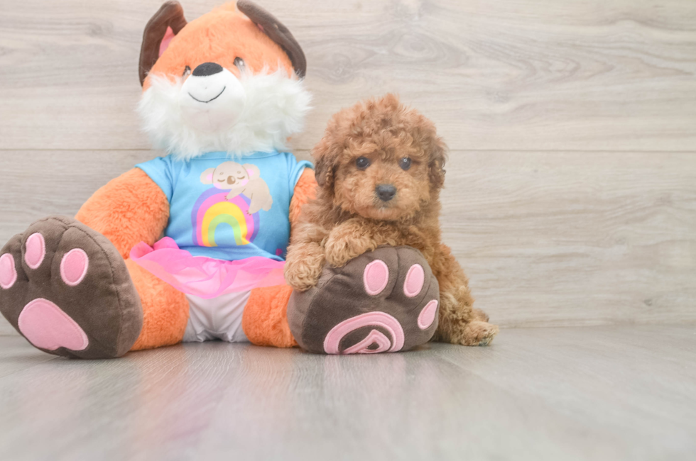 5 week old Poodle Puppy For Sale - Pilesgrove Pups