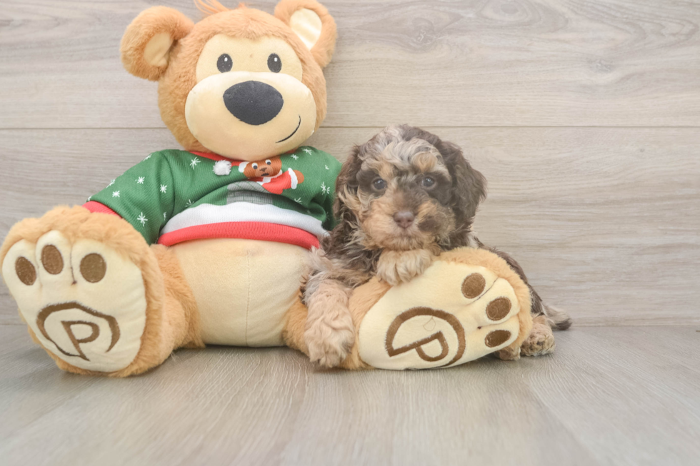 Poodle Pup Being Cute