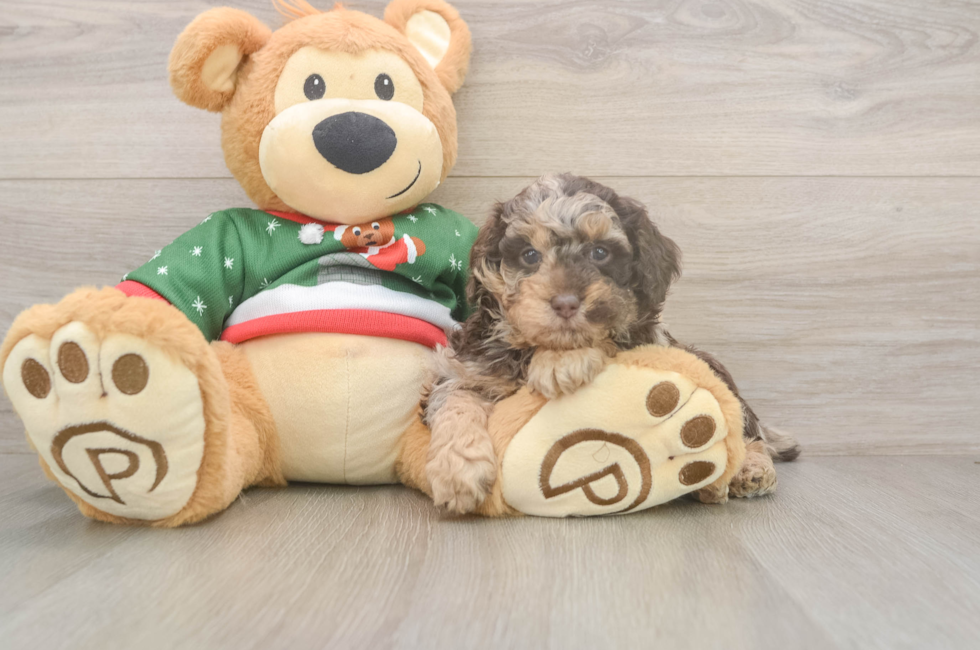 5 week old Poodle Puppy For Sale - Pilesgrove Pups