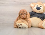 7 week old Poodle Puppy For Sale - Pilesgrove Pups