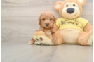 Poodle Pup Being Cute