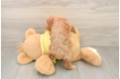 Poodle Pup Being Cute
