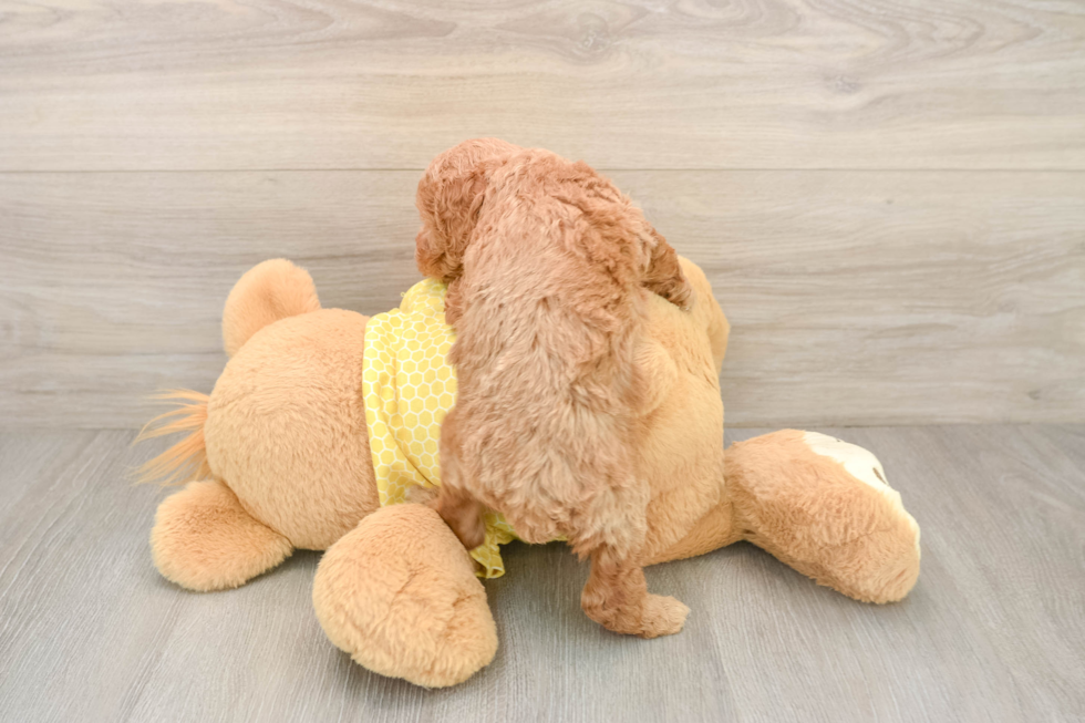 Poodle Pup Being Cute