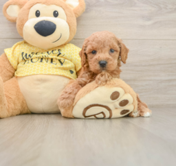 6 week old Poodle Puppy For Sale - Pilesgrove Pups