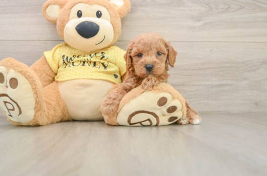 Popular Poodle Purebred Pup