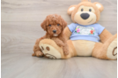 Poodle Pup Being Cute
