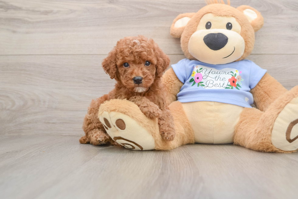Poodle Pup Being Cute
