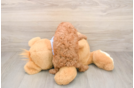 Best Poodle Baby