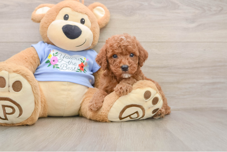 Petite Pooodle Purebred Puppy