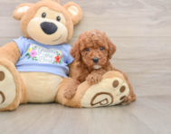 8 week old Poodle Puppy For Sale - Pilesgrove Pups