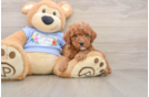 Petite Pooodle Purebred Puppy