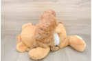 Popular Poodle Purebred Pup