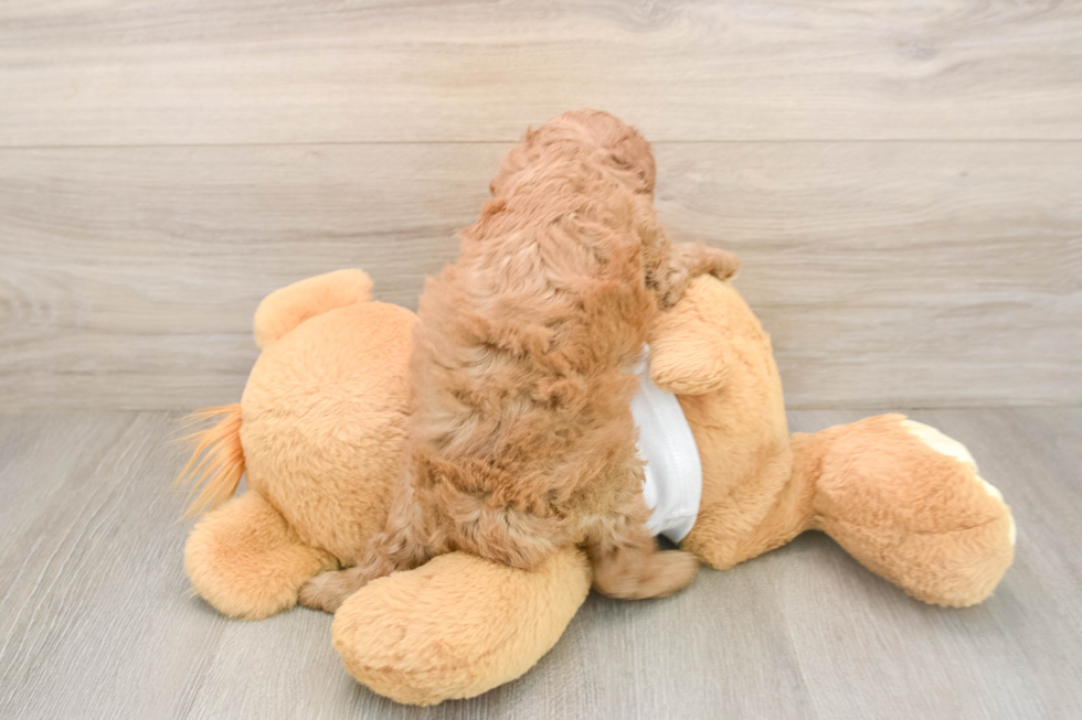 Popular Poodle Purebred Pup
