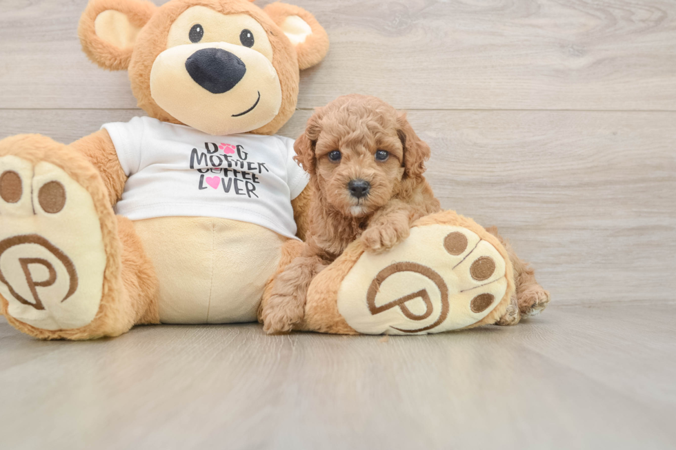 Poodle Puppy for Adoption