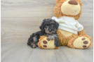 Poodle Puppy for Adoption