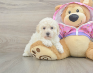7 week old Poodle Puppy For Sale - Pilesgrove Pups