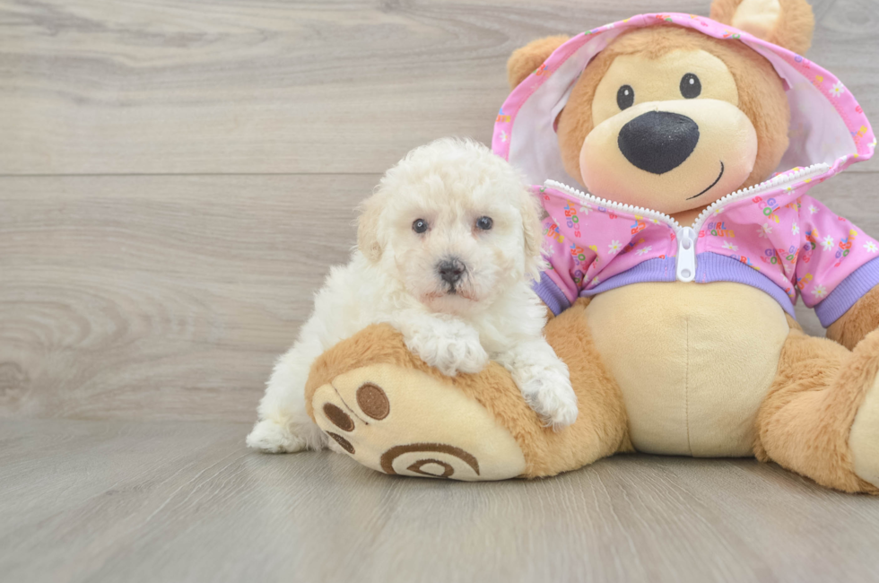 5 week old Poodle Puppy For Sale - Pilesgrove Pups