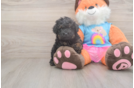 Best Poodle Baby