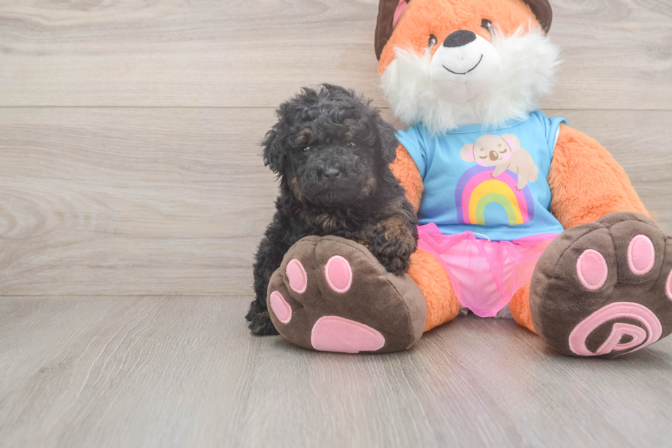Best Poodle Baby