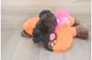 Best Poodle Baby