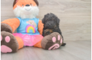 Energetic Caniche Purebred Puppy