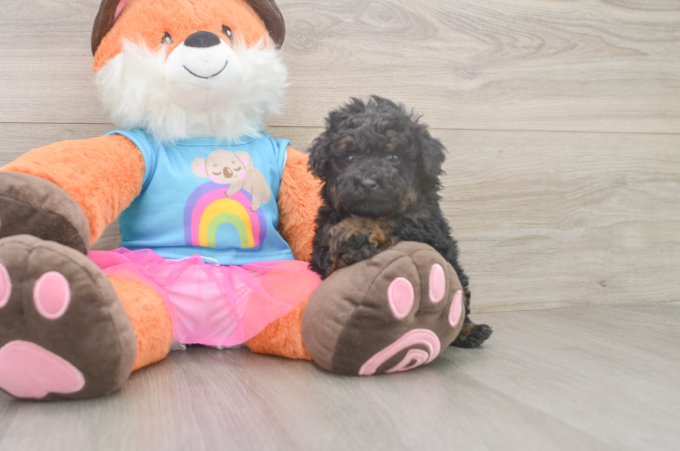 5 week old Poodle Puppy For Sale - Pilesgrove Pups