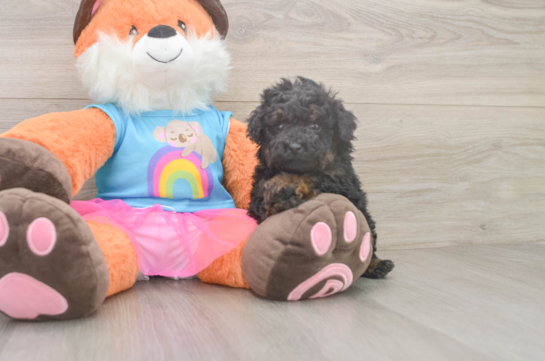 Energetic Caniche Purebred Puppy