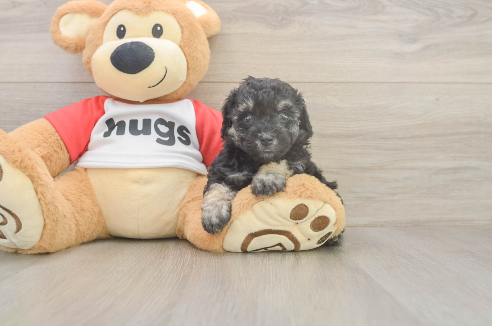 5 week old Poodle Puppy For Sale - Pilesgrove Pups