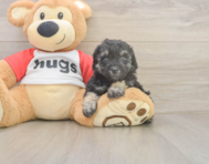 7 week old Poodle Puppy For Sale - Pilesgrove Pups 7 week old Poodle Puppy For Sale - Pilesgrove Pups