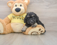 7 week old Poodle Puppy For Sale - Pilesgrove Pups