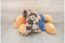 Poodle Puppy for Adoption