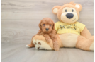 Adorable Caniche Purebred Puppy