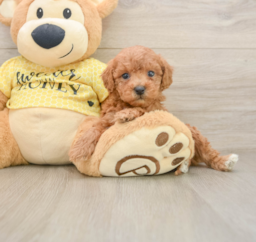 6 week old Poodle Puppy For Sale - Pilesgrove Pups