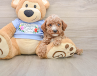 8 week old Poodle Puppy For Sale - Pilesgrove Pups