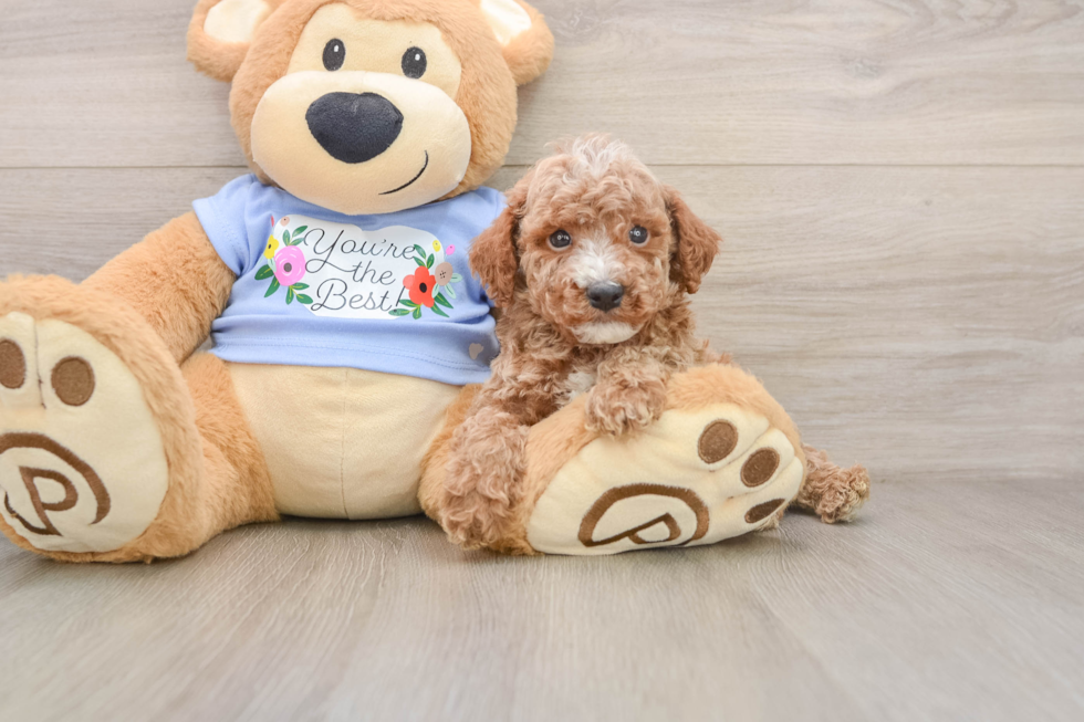 Poodle Puppy for Adoption