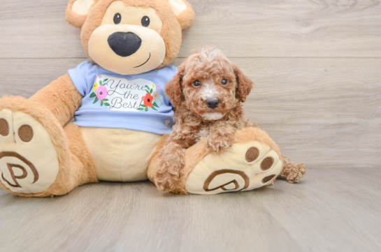 Poodle Puppy for Adoption