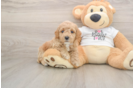 Playful Poodle Baby