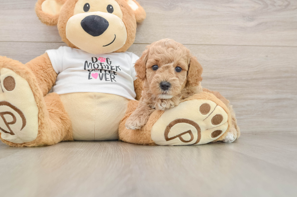 Friendly Poodle Baby