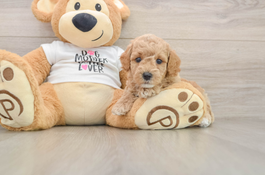 Friendly Poodle Baby