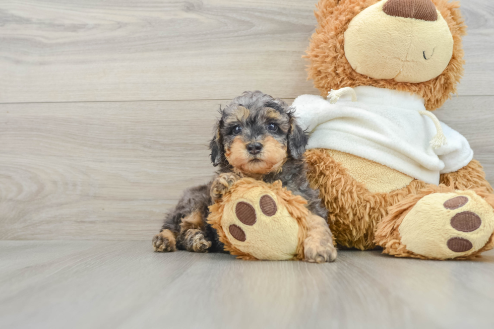 Poodle Puppy for Adoption