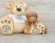 7 week old Poodle Puppy For Sale - Pilesgrove Pups