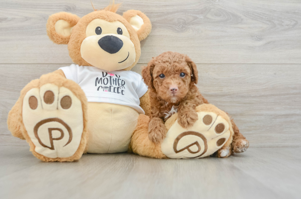 6 week old Poodle Puppy For Sale - Pilesgrove Pups