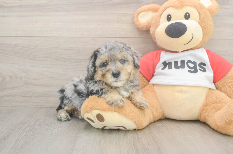 5 week old Poodle Puppy For Sale - Pilesgrove Pups