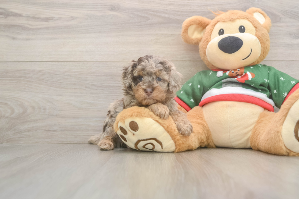 Poodle Pup Being Cute