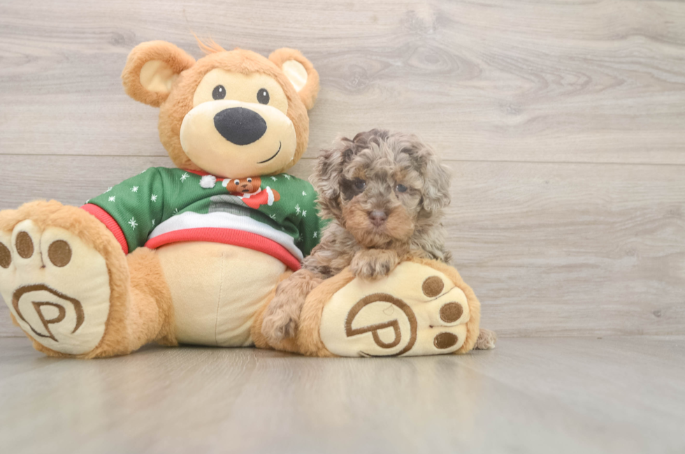 5 week old Poodle Puppy For Sale - Pilesgrove Pups